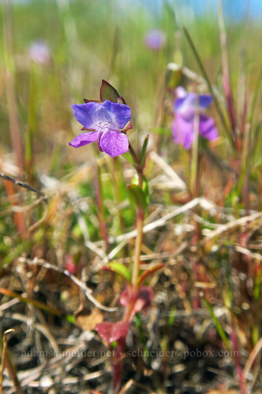 few-flowered blue-eyed-Mary (Collinsia sparsiflora) [Catherine Creek, Klickitat County, Washington]