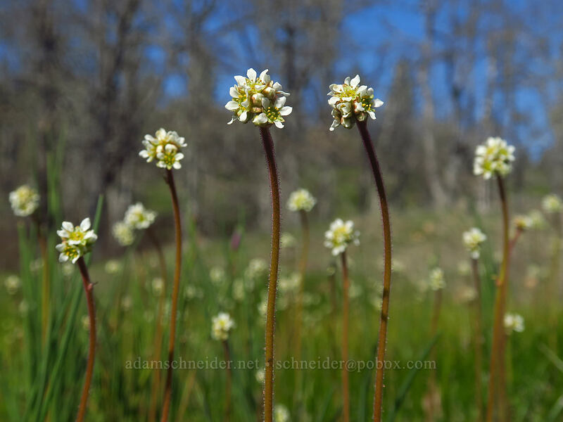 whole-leaf saxifrage (Micranthes integrifolia (Saxifraga integrifolia)) [Catherine Creek, Klickitat County, Washington]