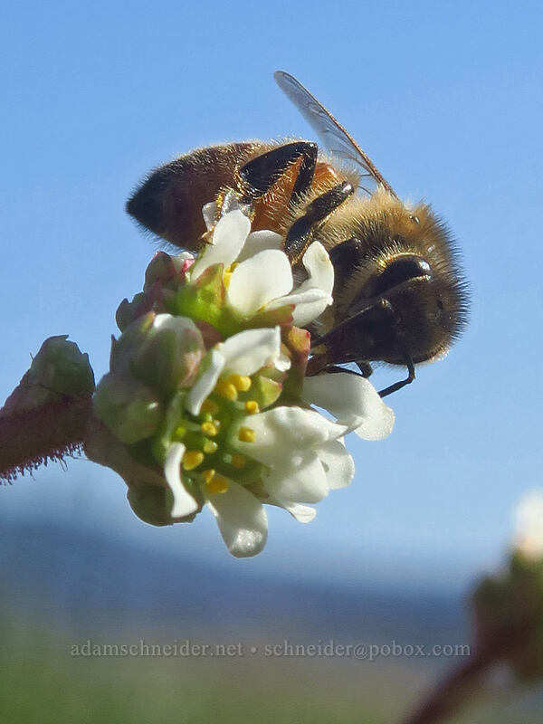 honeybee on saxifrage (Apis mellifera, Micranthes integrifolia (Saxifraga integrifolia)) [Catherine Creek, Klickitat County, Washington]