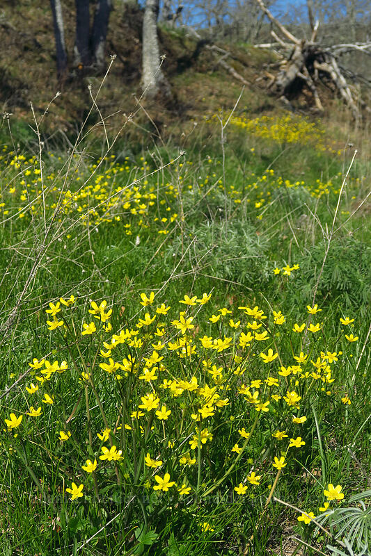 western buttercups (Ranunculus occidentalis) [Catherine Creek, Klickitat County, Washington]