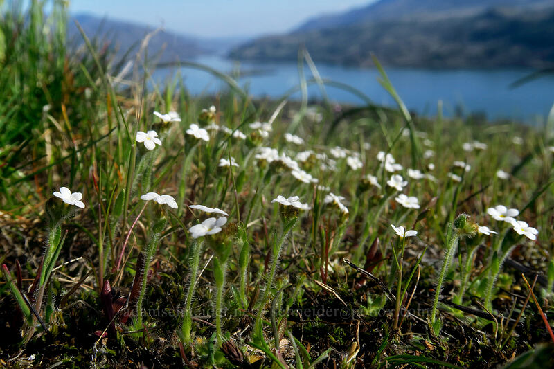 slender popcorn flower (Plagiobothrys tenellus) [Catherine Creek, Klickitat County, Washington]