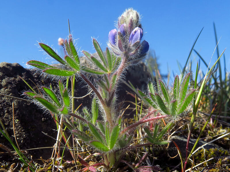 small-flowered lupine (Lupinus micranthus (Lupinus polycarpus)) [Catherine Creek, Klickitat County, Washington]