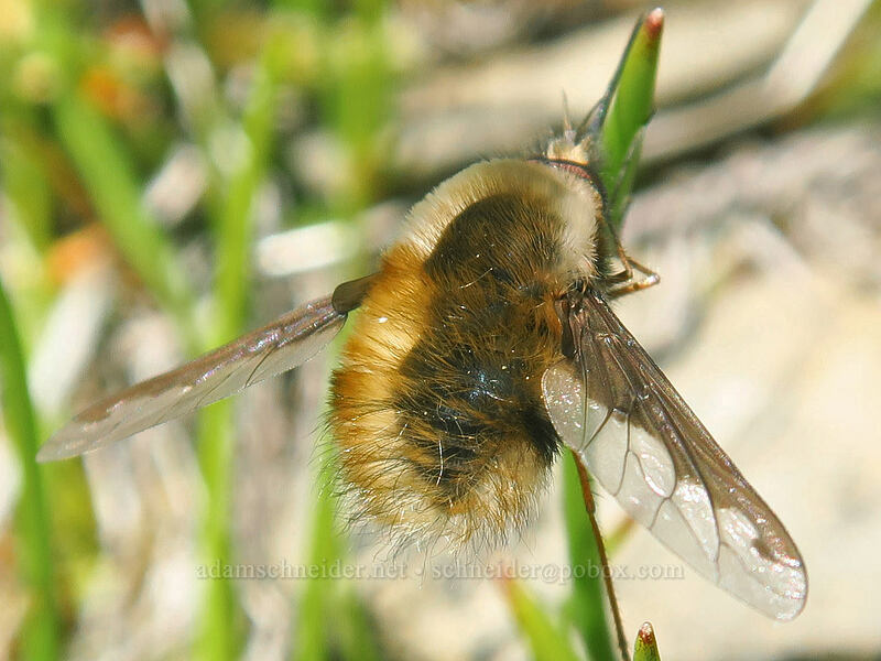 greater bee fly (Bombylius major) [Catherine Creek, Klickitat County, Washington]