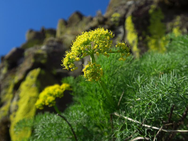 pungent desert parsley (Lomatium klickitatense (Lomatium grayi)) [Catherine Creek, Klickitat County, Washington]