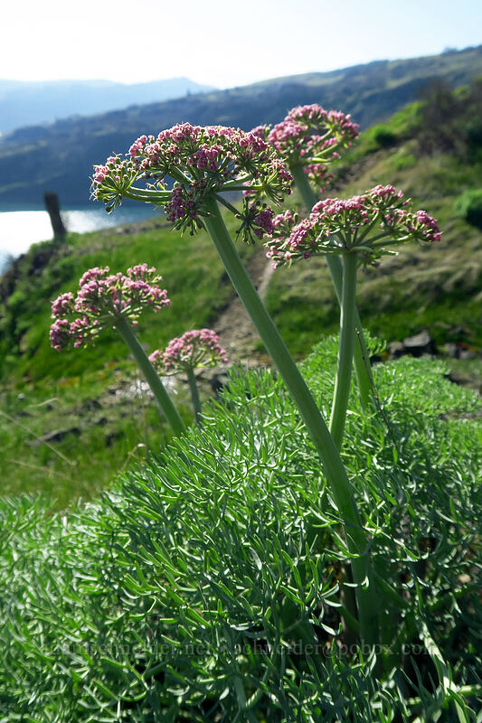Columbia desert parsley (Lomatium columbianum) [Catherine Creek, Klickitat County, Washington]