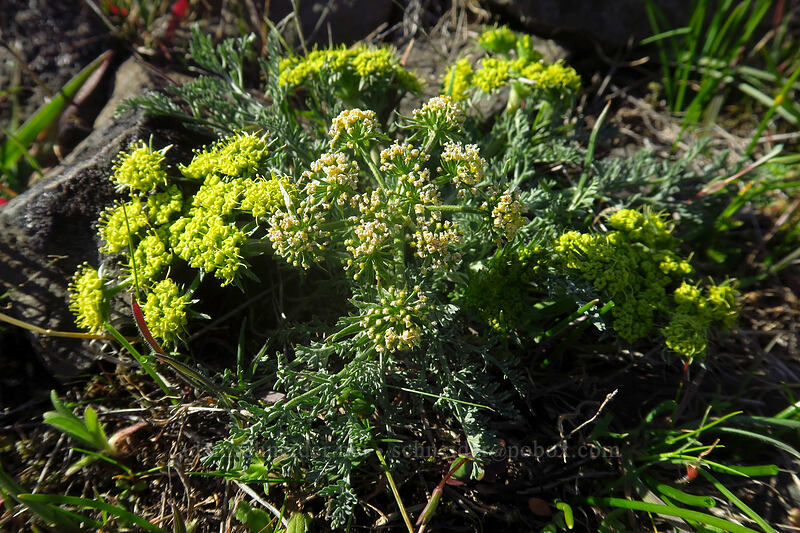 big-seed biscuitroot (Lomatium macrocarpum) [Catherine Creek, Klickitat County, Washington]