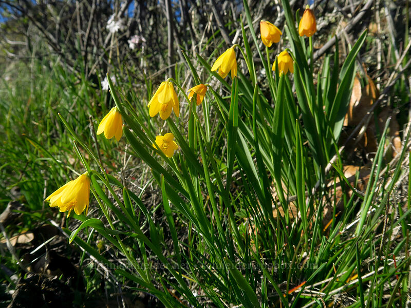 yellow bells (Fritillaria pudica) [Catherine Creek, Klickitat County, Washington]