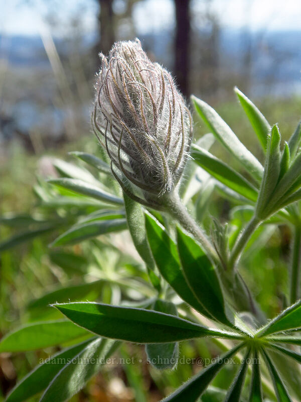 lupine, budding (Lupinus sp.) [Catherine Creek, Klickitat County, Washington]