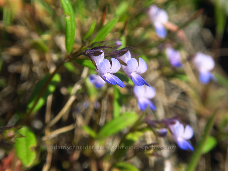 small-flowered blue-eyed-Mary (Collinsia parviflora) [Catherine Creek, Klickitat County, Washington]