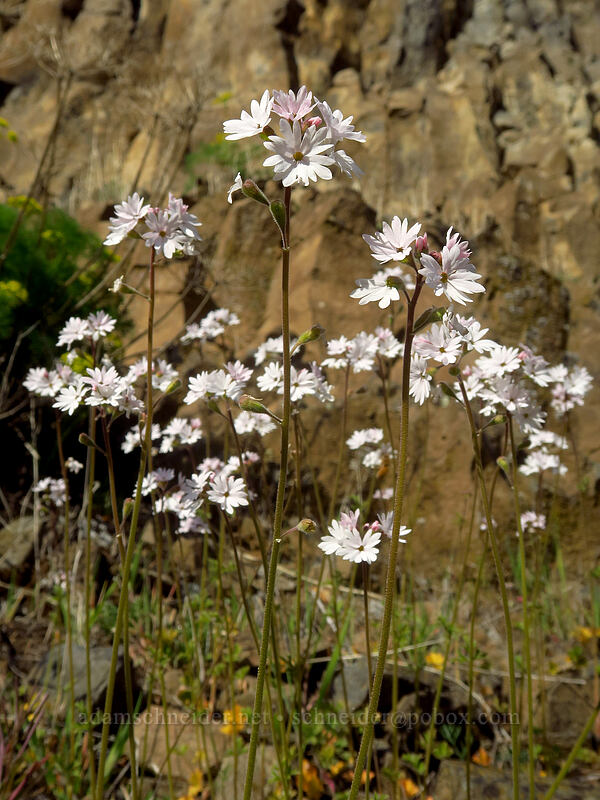 small-flower prairie stars (Lithophragma parviflorum) [Old Highway 8, Klickitat County, Washington]