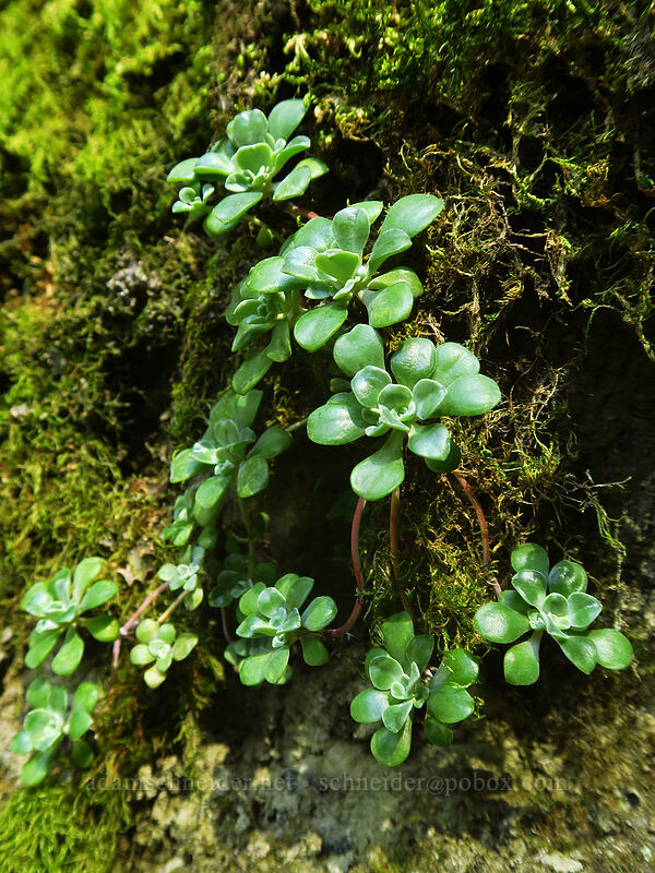 broad-leaf stonecrop (Sedum spathulifolium) [Hamilton Mountain Trail, Beacon Rock State Park, Skamania County, Washington]