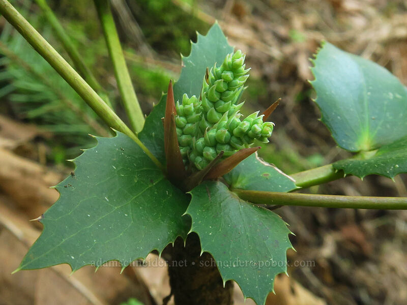 Cascade Oregon-grape, budding (Mahonia nervosa (Berberis nervosa)) [Hamilton Mountain Trail, Beacon Rock State Park, Skamania County, Washington]