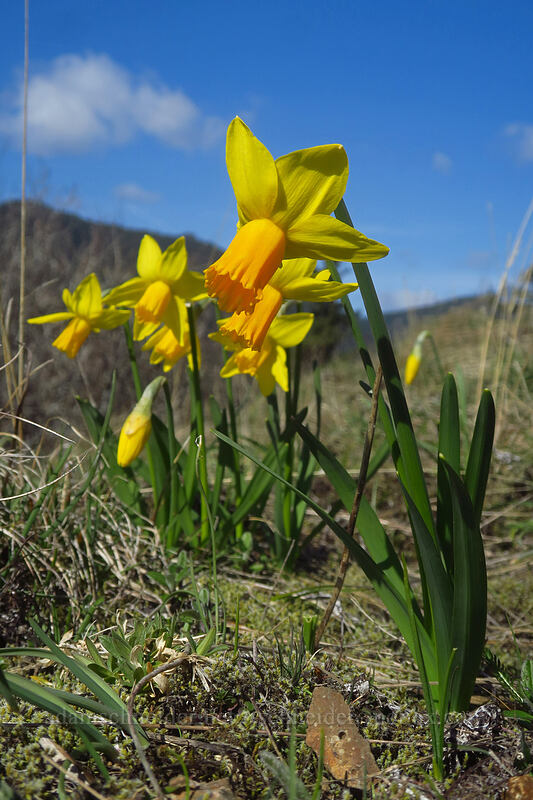 feral daffodils (Narcissus sp.) [Little Hamilton Mountain, Beacon Rock State Park, Skamania County, Washington]