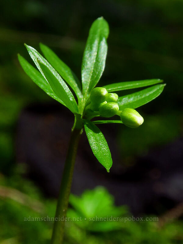 oaks toothwort, budding (Cardamine nuttallii) [Don's Cutoff Trail, Beacon Rock State Park, Skamania County, Washington]