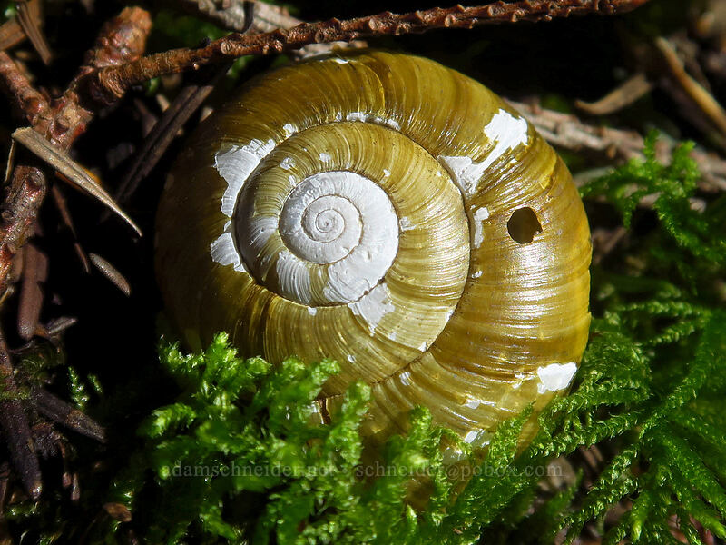 snail shell [Don's Cutoff Trail, Beacon Rock State Park, Skamania County, Washington]