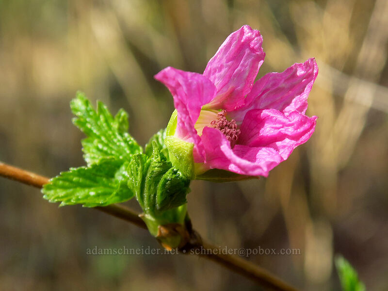 salmonberry flower (Rubus spectabilis) [Hardy Creek Trail, Beacon Rock State Park, Washington]