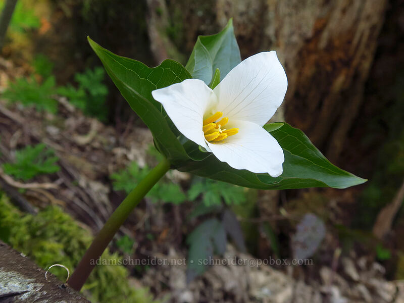 western trillium (Trillium ovatum) [Hardy Creek Trail, Beacon Rock State Park, Skamania County, Washington]