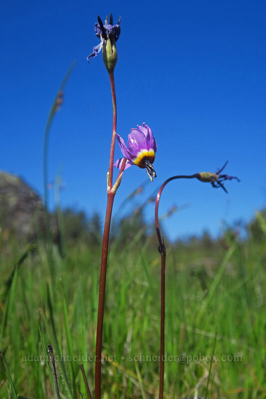 desert shooting-star (Dodecatheon conjugens (Primula conjugens)) [White River Wildlife Area, Wasco County, Oregon]