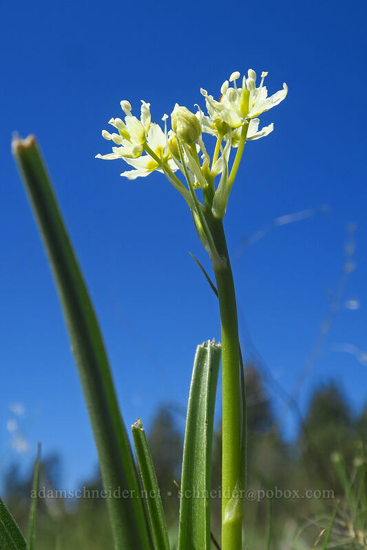sparsely flowered death-camas (Toxicoscordion venenosum (Zigadenus venenosus)) [Smock Prairie, White River Wildlife Area, Wasco County, Oregon]