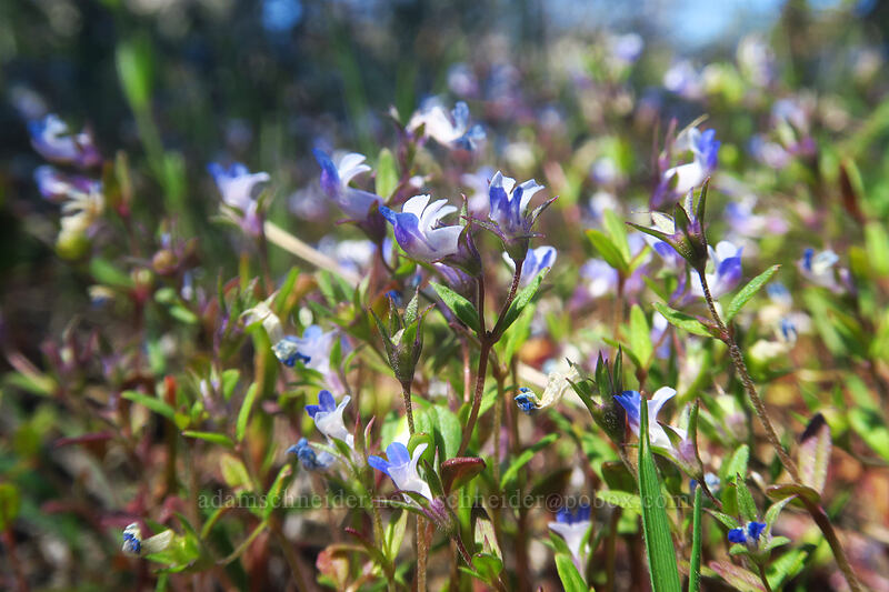 small-flowered blue-eyed-Mary (Collinsia parviflora) [Smock Prairie Nature Trail, White River Wildlife Area, Wasco County, Oregon]