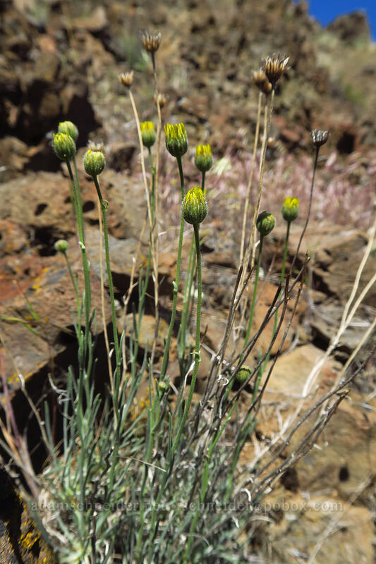 desert yellow daisies (Erigeron linearis) [Deschutes River Access Road, Sherman County, Oregon]
