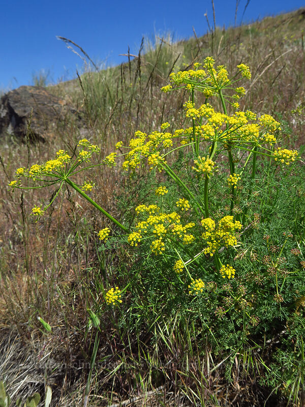 pungent desert parsley (Lomatium papilioniferum (Lomatium grayi)) [Deschutes River Access Road, Sherman County, Oregon]