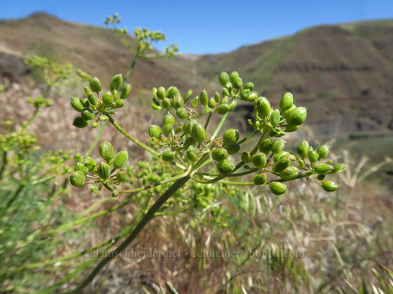 pungent desert parsley, going to seed (Lomatium papilioniferum (Lomatium grayi)) [Deschutes River Access Road, Sherman County, Oregon]