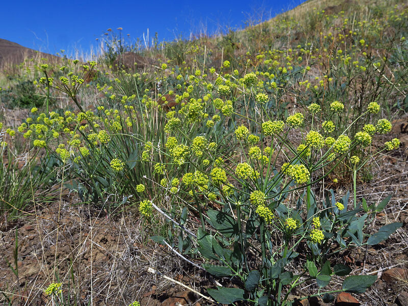 bare-stem desert parsley (Lomatium nudicaule) [Deschutes River Access Road, Sherman County, Oregon]