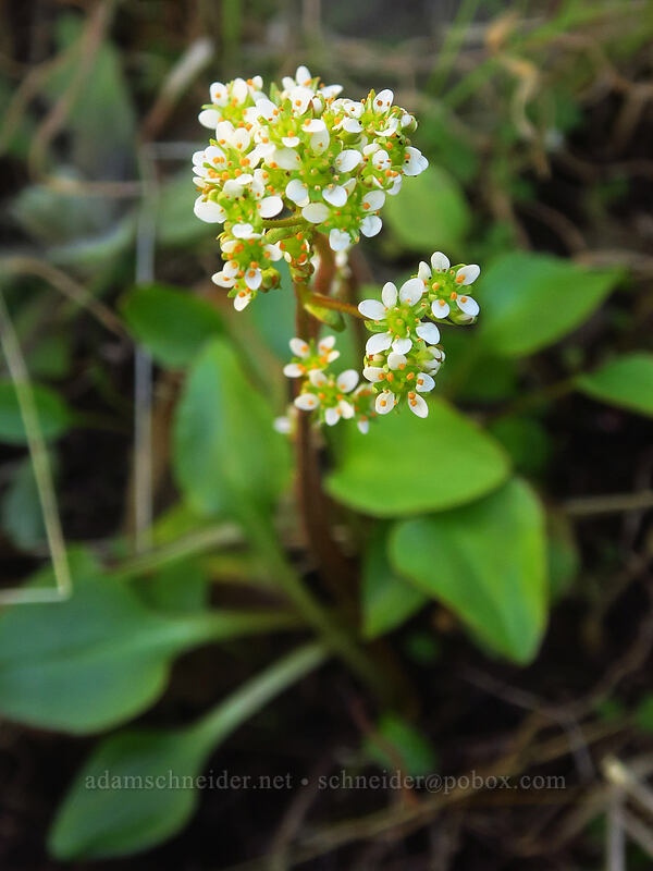 saxifrage (Micranthes sp. (Saxifraga sp.)) [Deschutes River Access Road, Sherman County, Oregon]