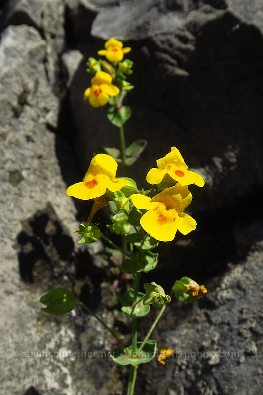 yellow monkeyflower (Erythranthe guttata (Mimulus guttatus)) [Deschutes River Access Road, Sherman County, Oregon]