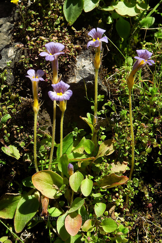 naked broomrape (Aphyllon purpureum (Orobanche uniflora)) [Deschutes River Access Road, Sherman County, Oregon]