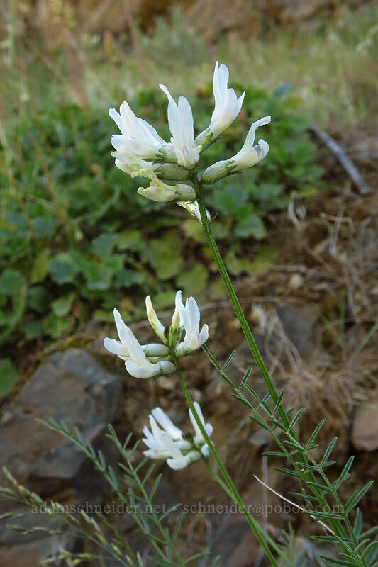 Idaho milk-vetch (Astragalus conjunctus) [Deschutes River Access Road, Sherman County, Oregon]