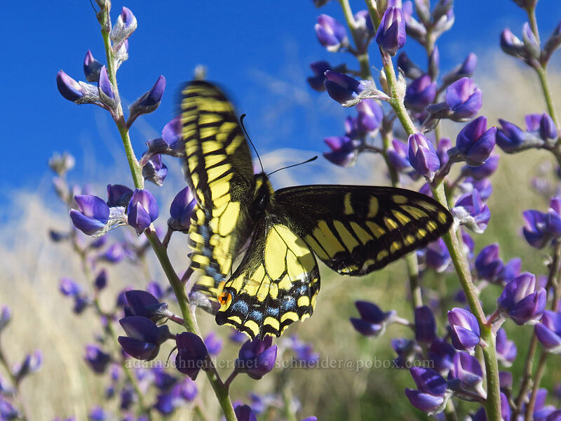 anise swallowtail butterfly taking off from lupines (Papilio zelicaon, Lupinus sp.) [Deschutes River Access Road, Sherman County, Oregon]