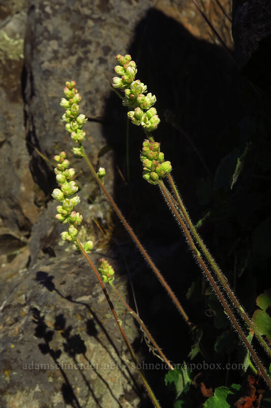 round-leaf alumroot (Heuchera cylindrica) [Deschutes River Access Road, Sherman County, Oregon]