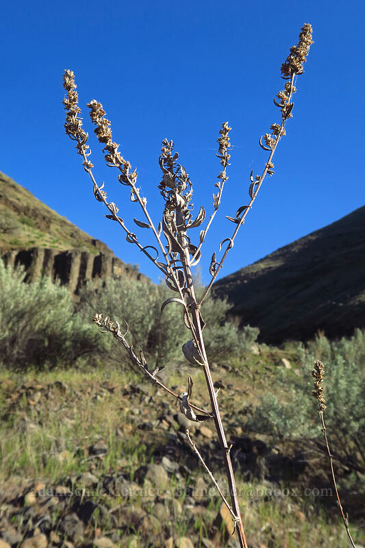 last year's gray sagewort (Artemisia ludoviciana ssp. candicans) [Deschutes River Access Road, Sherman County, Oregon]
