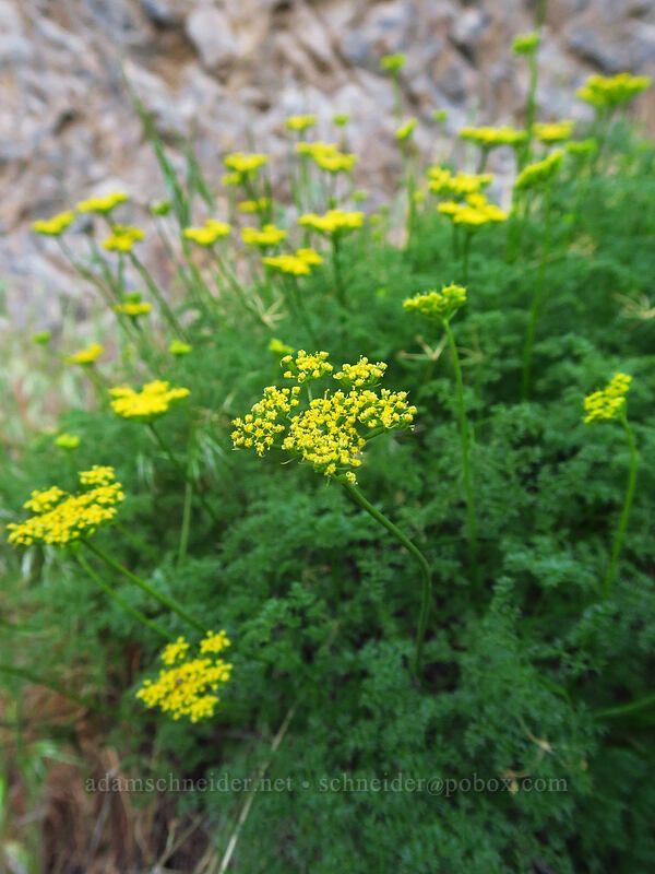 aromatic spring parsley (turpentine cymopterus) (Cymopterus terebinthinus (Pteryxia terebinthina)) [Deschutes River Access Road, Sherman County, Oregon]