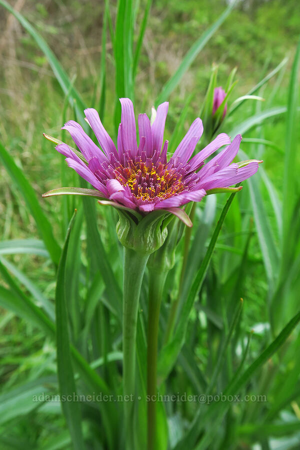 purple salsify (Tragopogon porrifolius) [Bald Hill Natural Area, Corvallis, Benton County, Oregon]