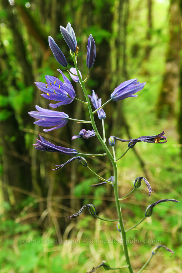 great camas (Camassia leichtlinii ssp. suksdorfii) [Bald Hill Natural Area, Corvallis, Benton County, Oregon]