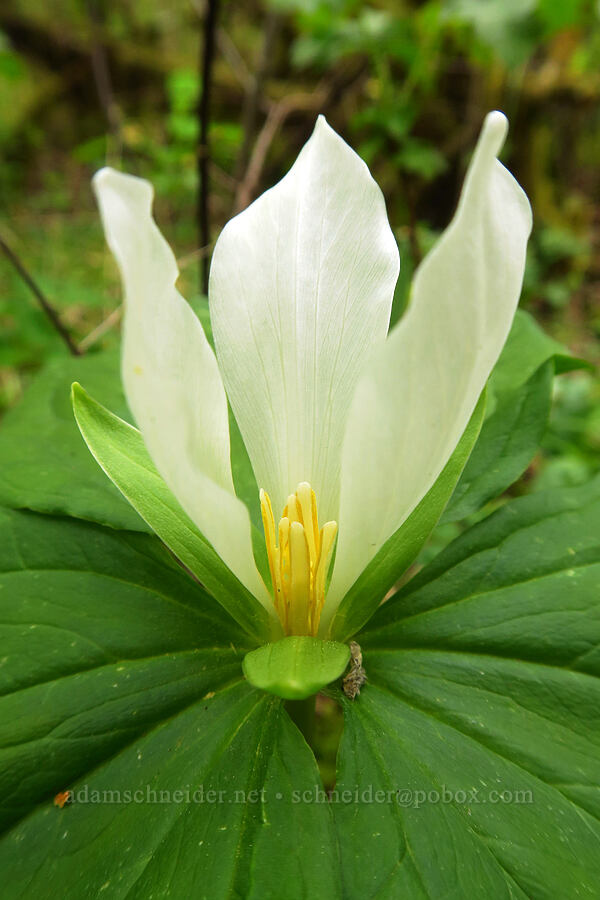 white sessile-flowered trillium (Trillium albidum) [Bald Hill Natural Area, Corvallis, Benton County, Oregon]