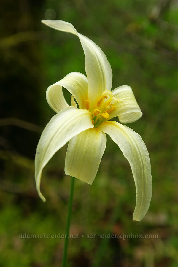 Oregon fawn lily (Erythronium oregonum) [Bald Hill Natural Area, Corvallis, Benton County, Oregon]