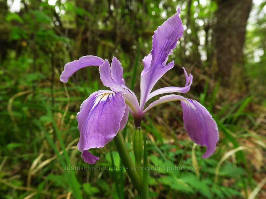 Oregon iris (Iris tenax) [Bald Hill Natural Area, Corvallis, Benton County, Oregon]