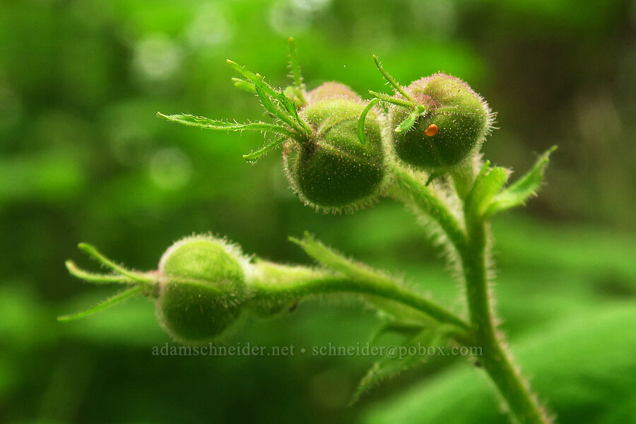 thimbleberry buds (Rubus parviflorus) [Bald Hill Natural Area, Corvallis, Benton County, Oregon]