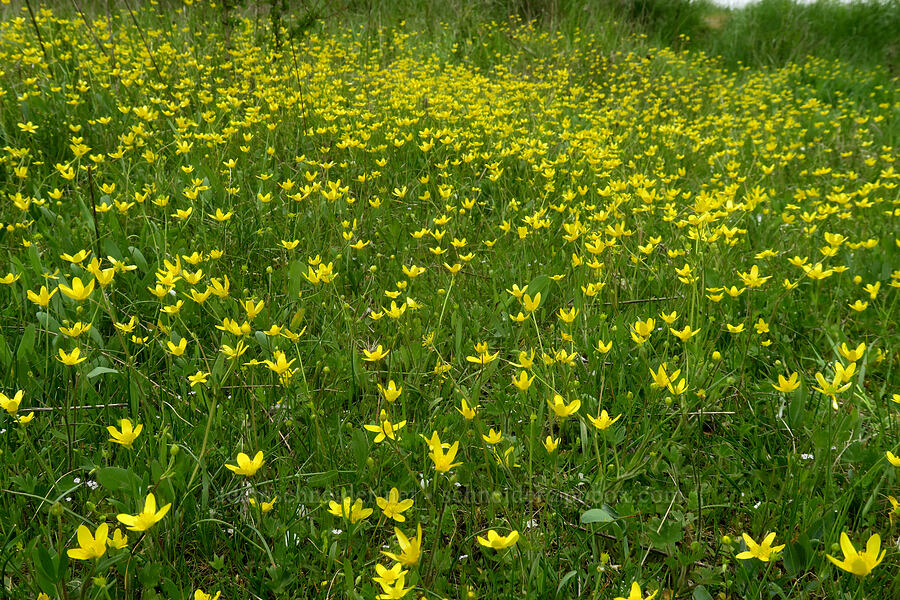 western buttercups (Ranunculus occidentalis) [Bald Hill Natural Area, Corvallis, Benton County, Oregon]