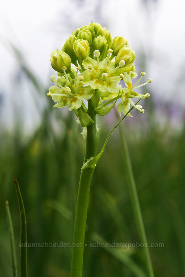 meadow death-camas (Toxicoscordion venenosum (Zigadenus venenosus)) [Willow Creek Preserve, Eugene, Lane County, Oregon]