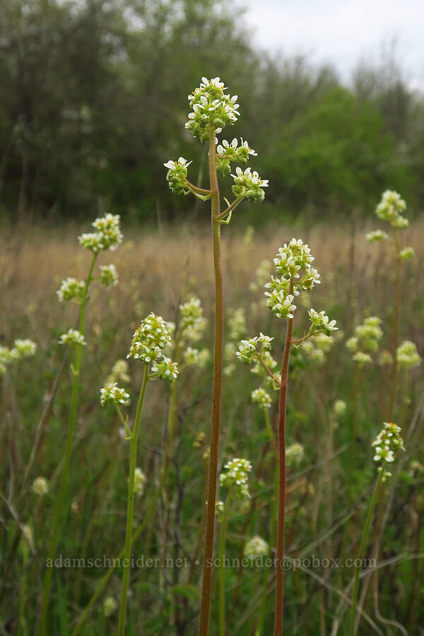 whole-leaf saxifrage (Micranthes integrifolia (Saxifraga integrifolia)) [Willow Creek Preserve, Eugene, Lane County, Oregon]