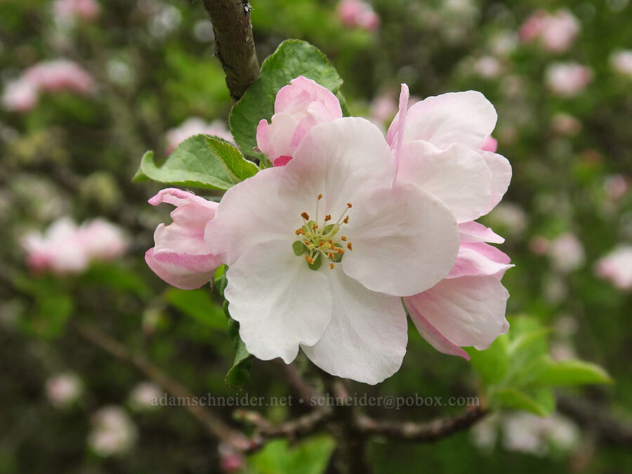 feral apple tree (Malus sp.) [Willow Creek Preserve, Eugene, Lane County, Oregon]