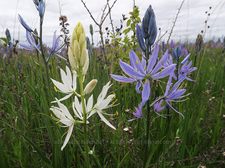 white & blue camas (Camassia quamash) [Willow Creek Preserve, Eugene, Lane County, Oregon]