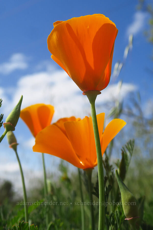 California poppies (Eschscholzia californica) [Mount Pisgah, Lane County, Oregon]