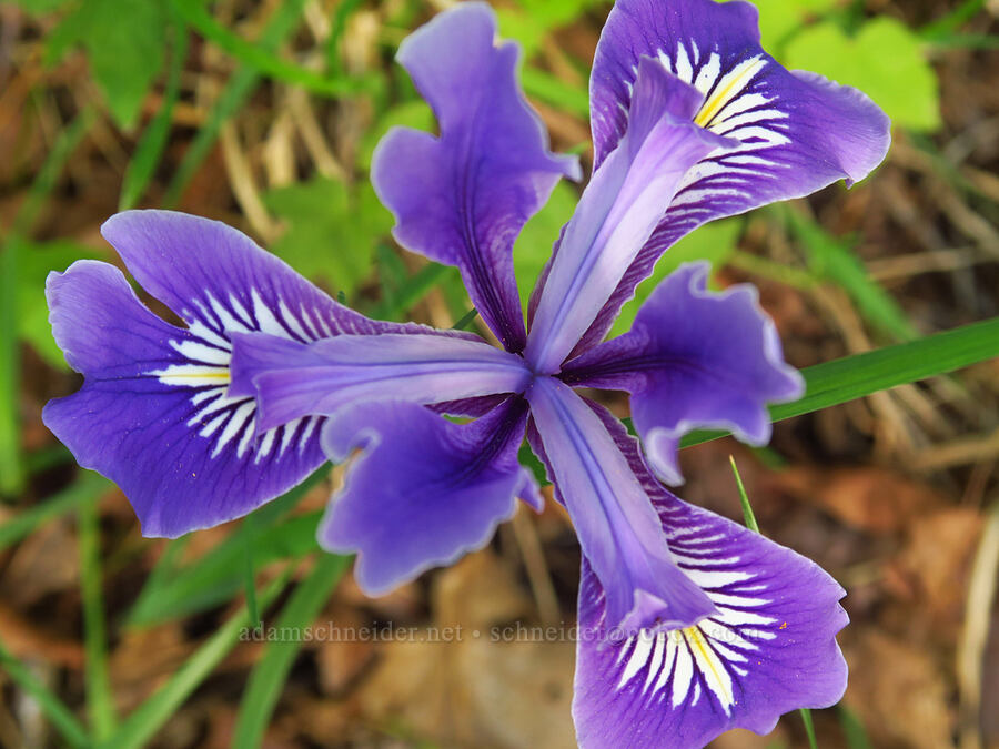 Oregon iris (Iris tenax) [Mount Pisgah, Lane County, Oregon]