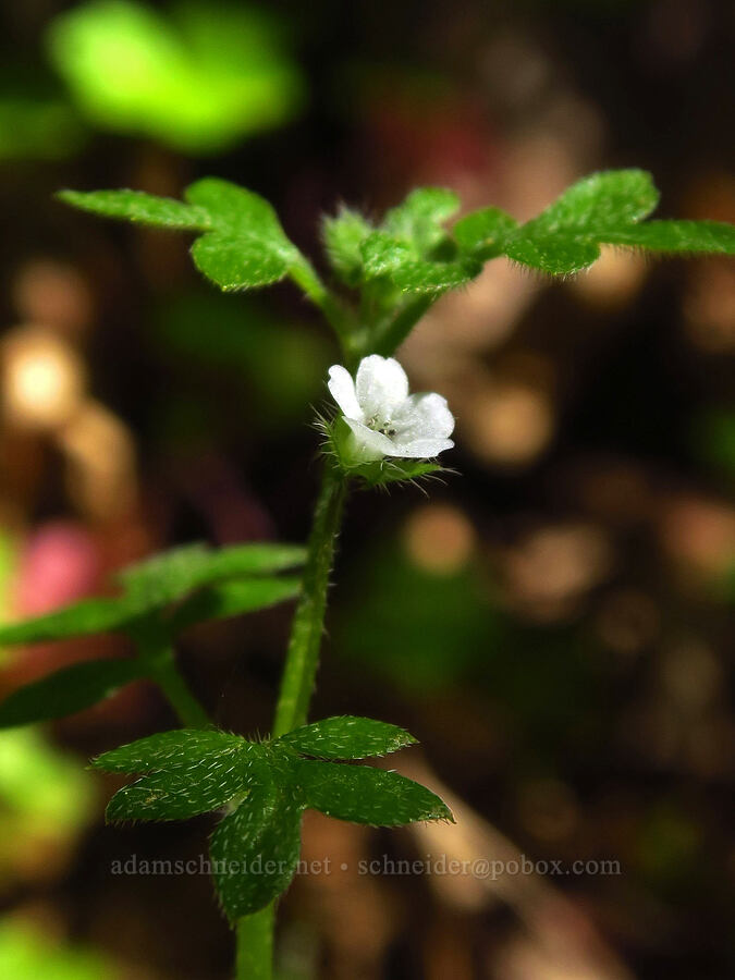 small-flowered nemophila (Nemophila parviflora) [Mount Pisgah, Lane County, Oregon]